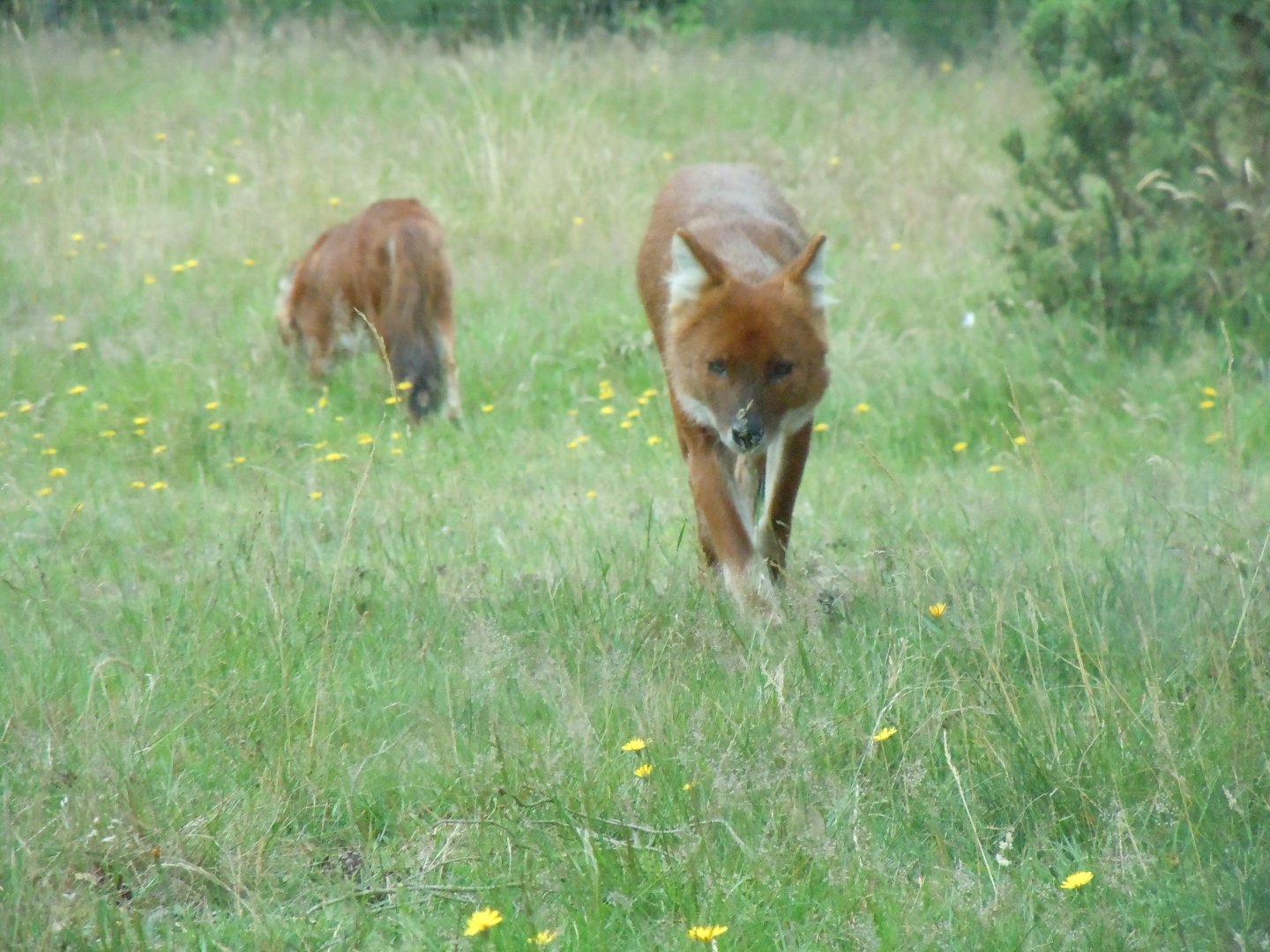 Chinese Dhole 130720