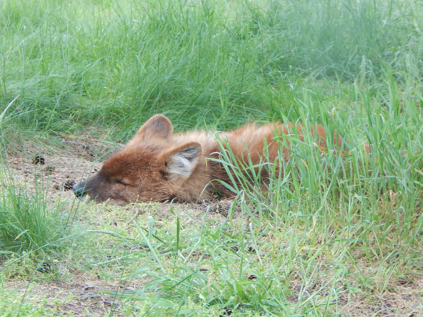 Chinese dhole 150523