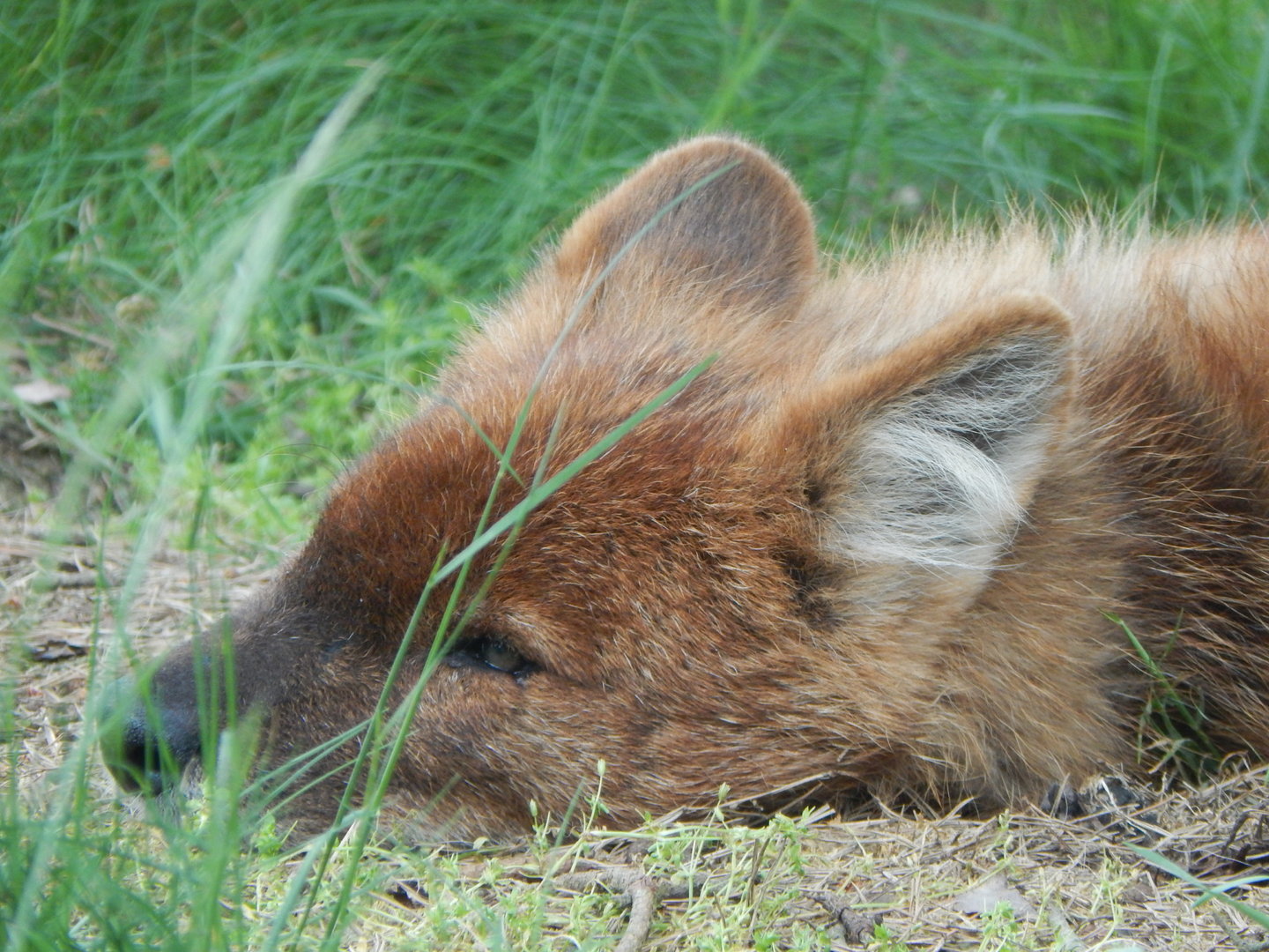 Chinese dhole 150523