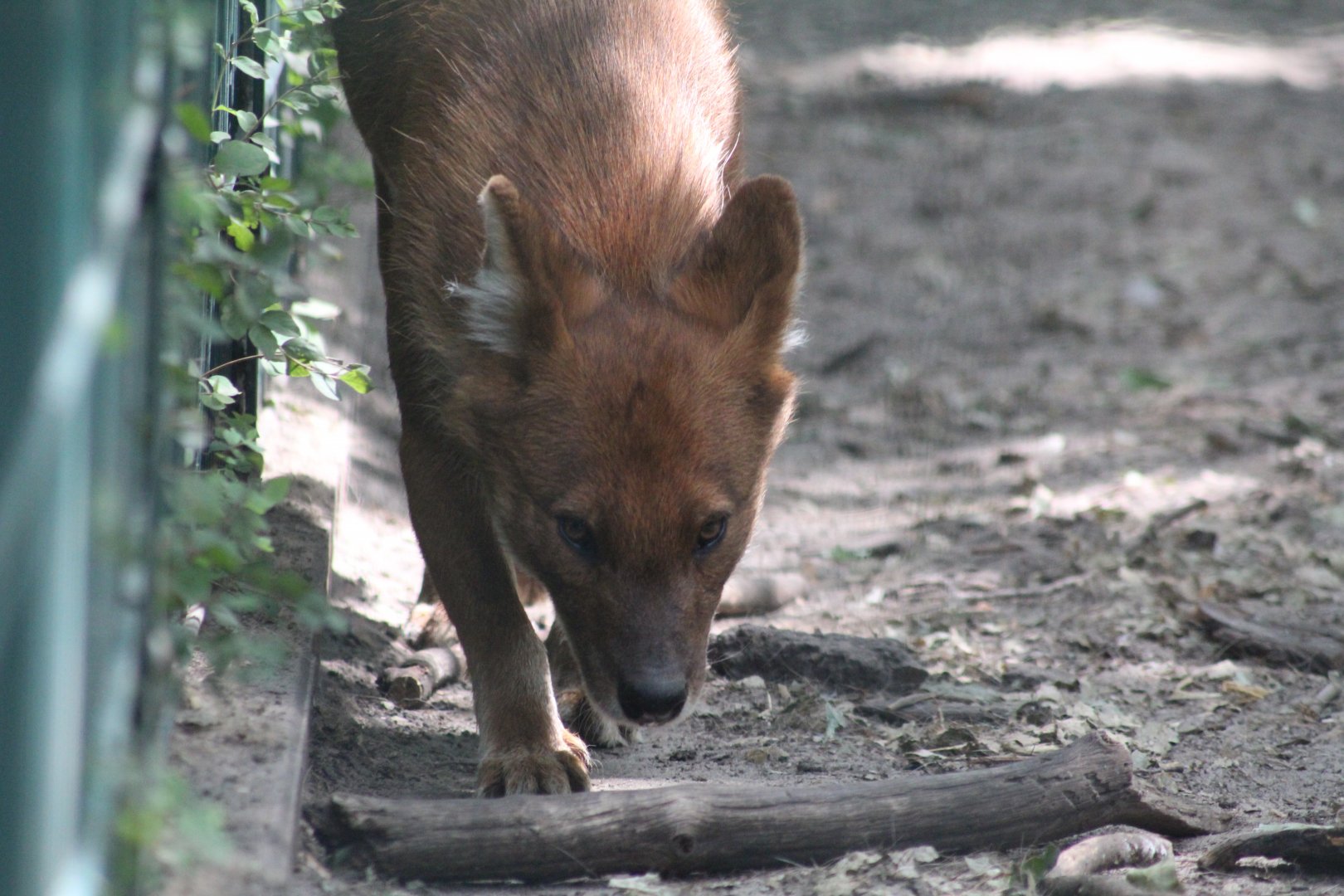 Chinese Dhole 28/06/19