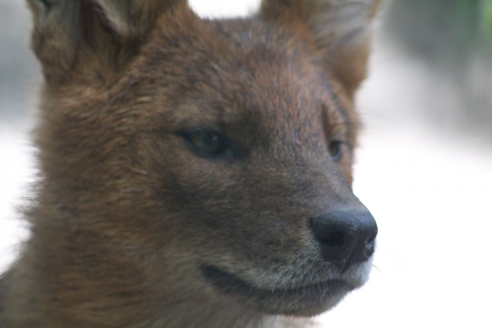 Chinese Dhole 28/06/19