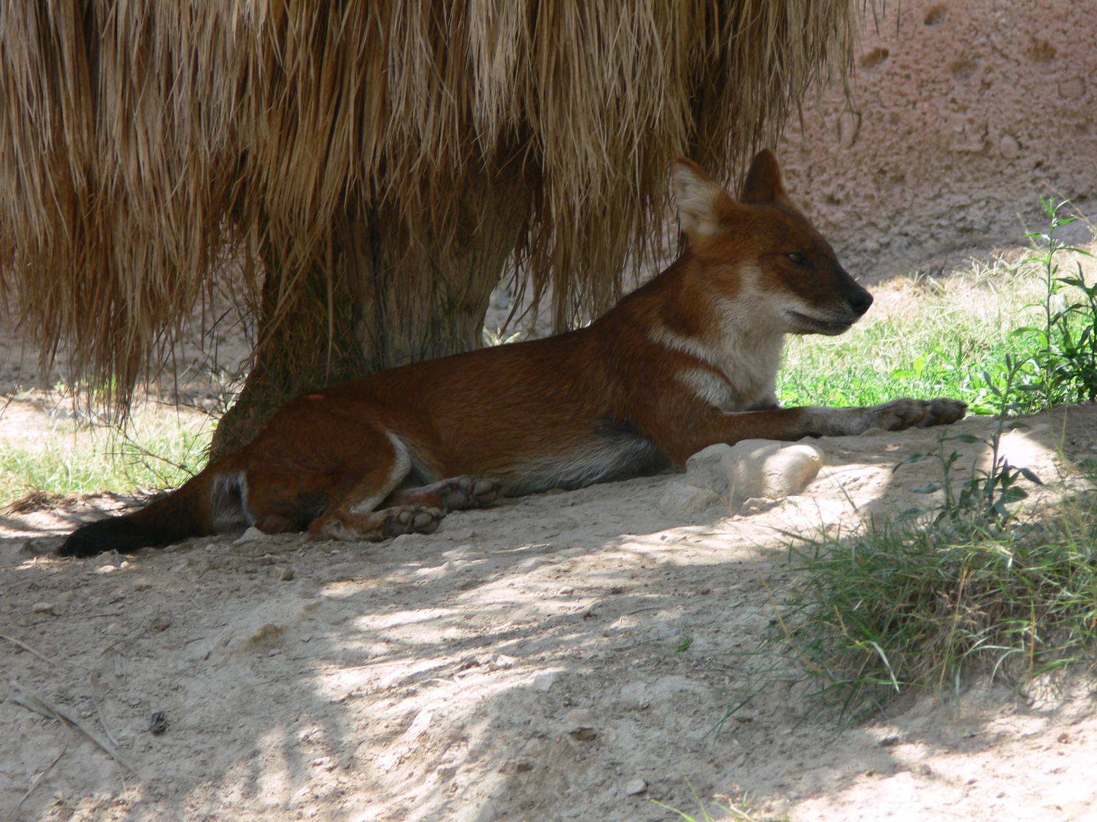 Chinese Dhole at Terra Natura, 03/08/14