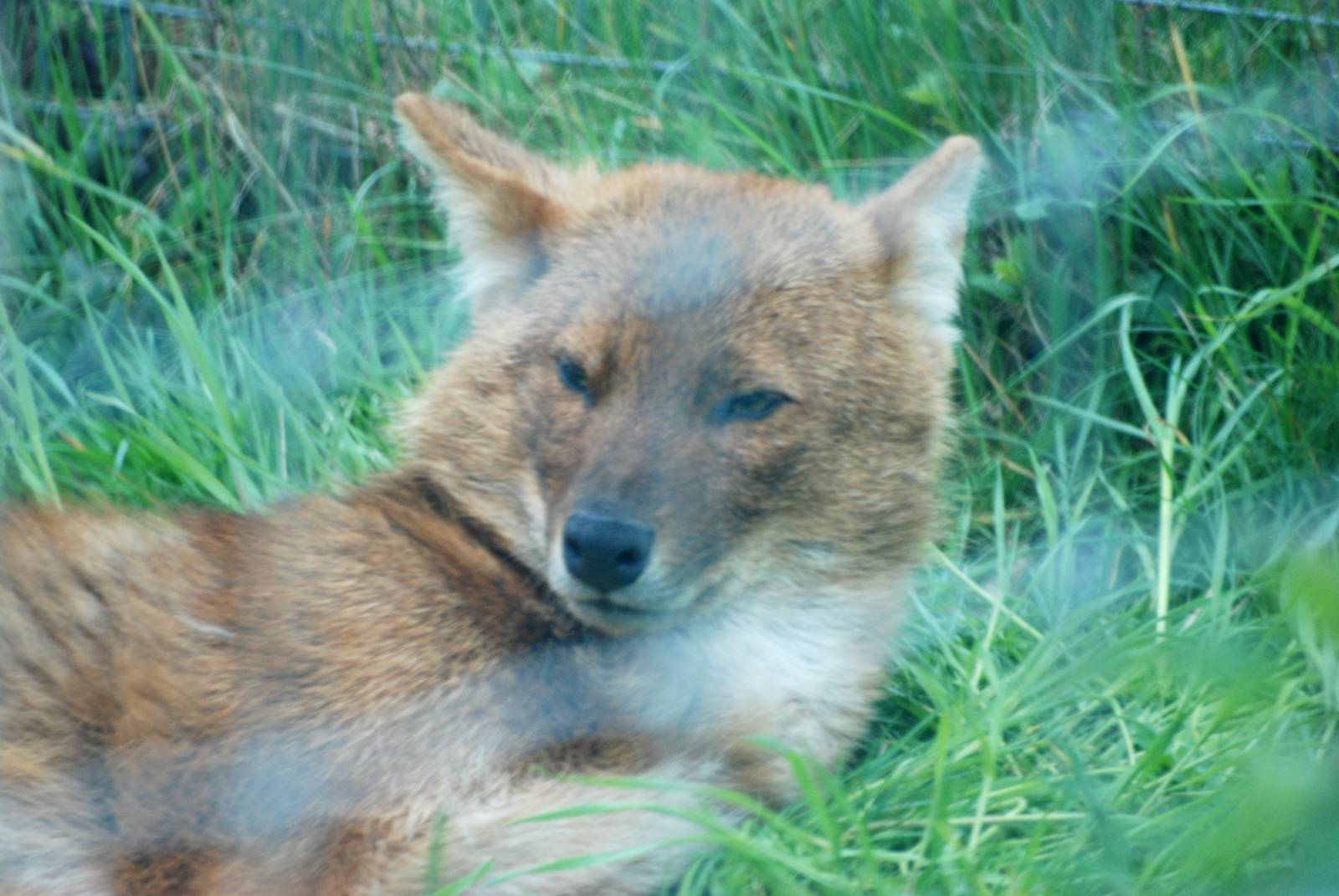 Chinese Dhole at West Mids, 05/05/12