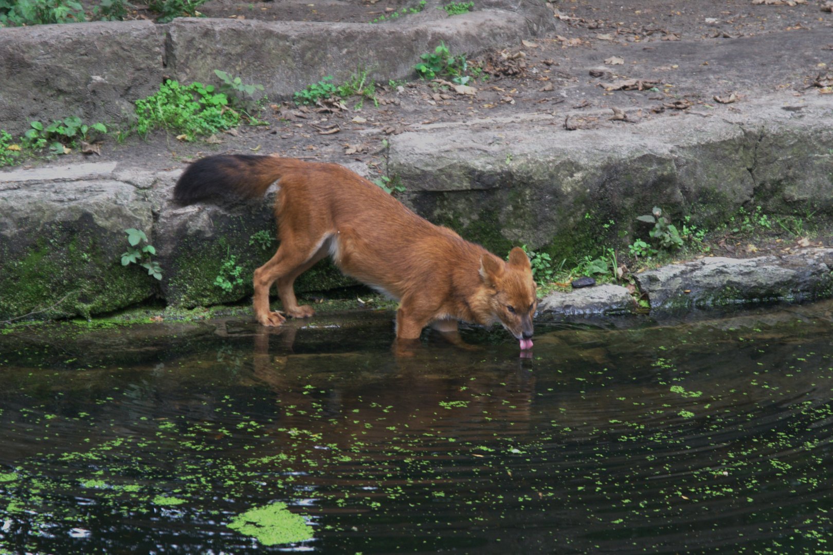 Chinese Dhole (Cuon alpinus lepturus), 17-09-25