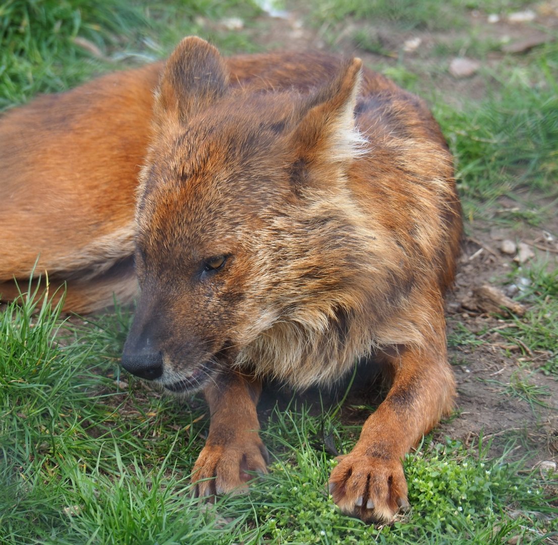 Chinese dhole (Cuon alpinus lepturus), 2019-04-06