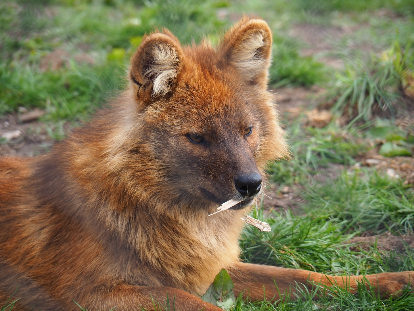 Chinese dhole (Cuon alpinus lepturus), 2019-04-06