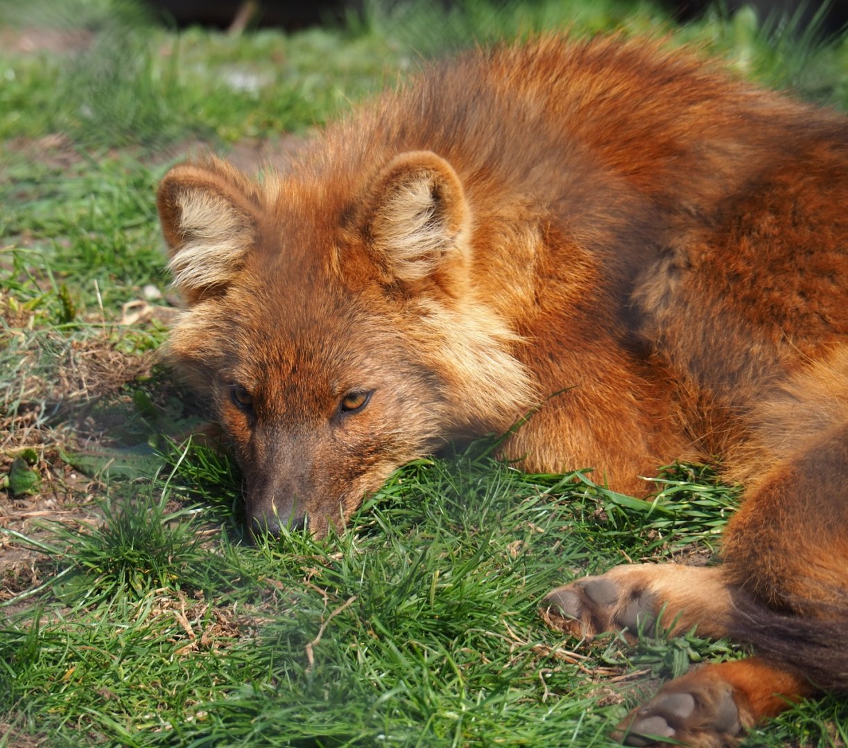 Chinese dhole (Cuon alpinus lepturus), 2019-04-06