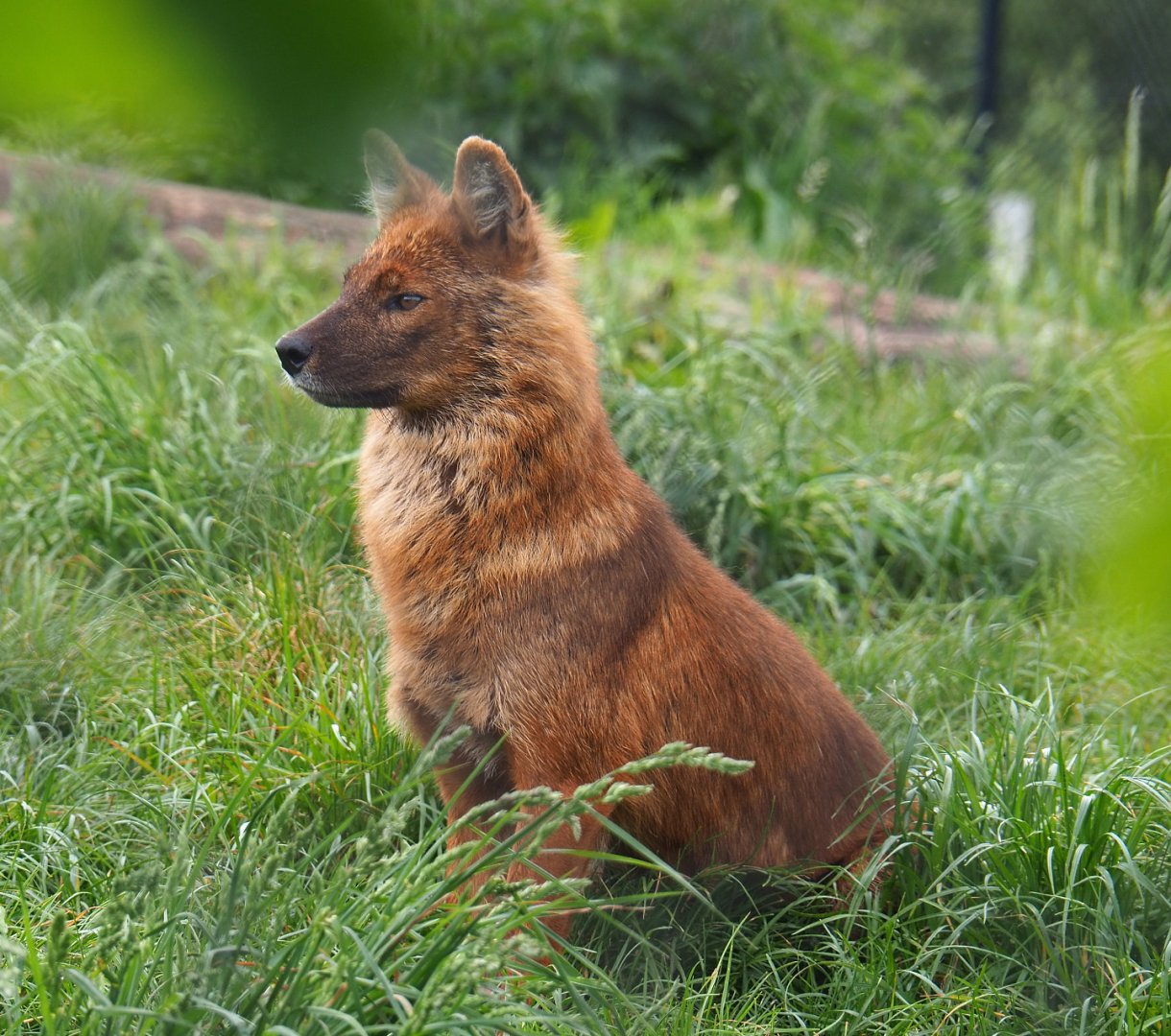 Chinese dhole (Cuon alpinus lepturus), 2022-05-17