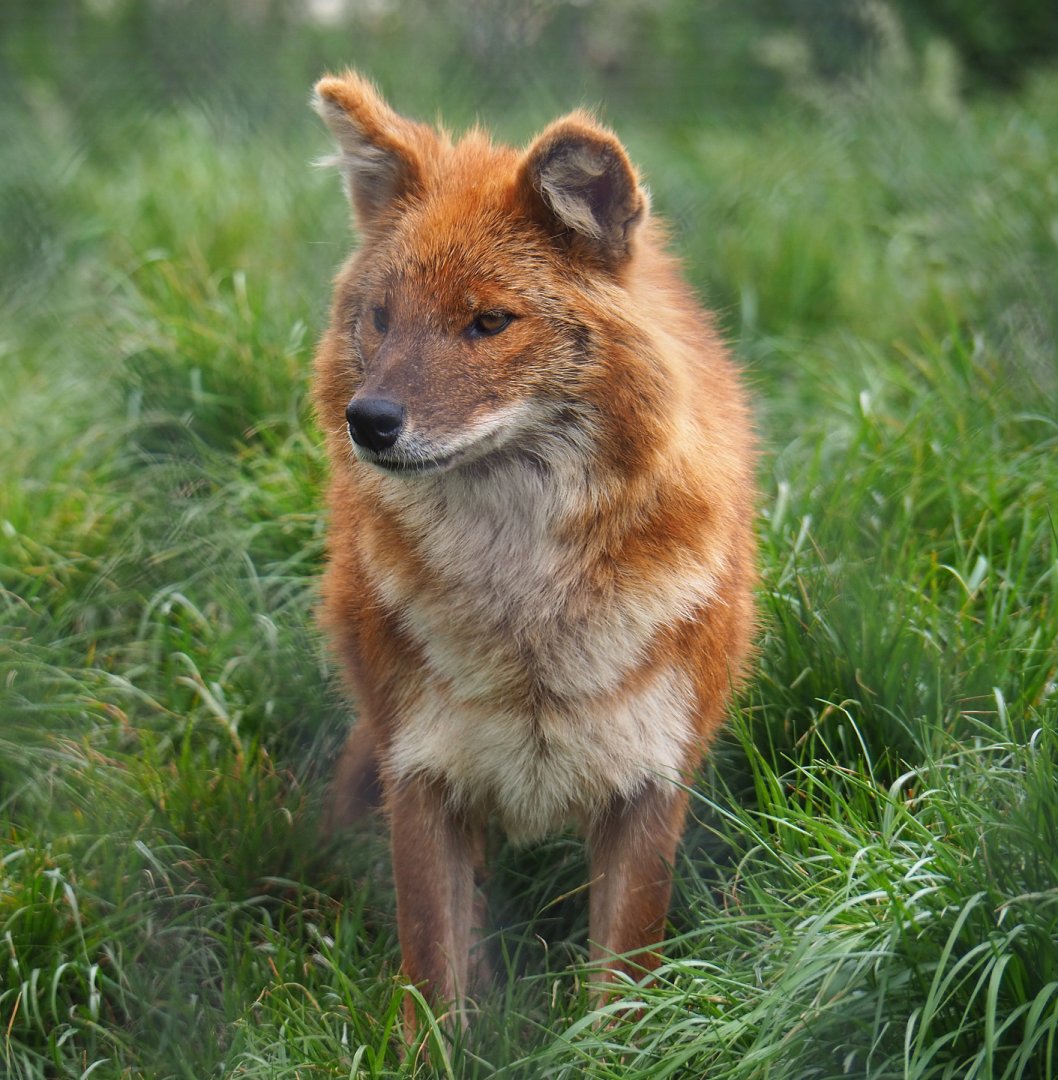Chinese dhole (Cuon alpinus lepturus), 2022-05-17