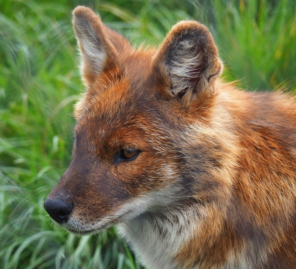 Chinese dhole (Cuon alpinus lepturus), 2022-05-17