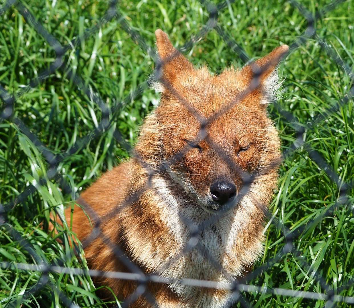 Chinese dhole (Cuon alpinus lepturus), 2023-05-31