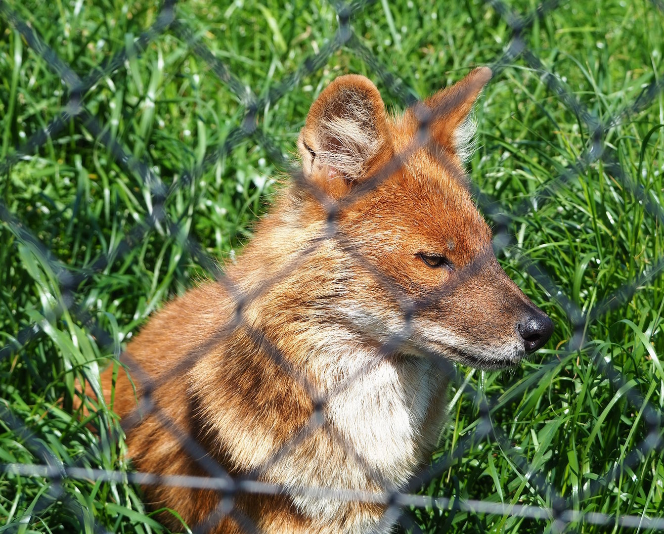 Chinese dhole (Cuon alpinus lepturus), 2023-05-31