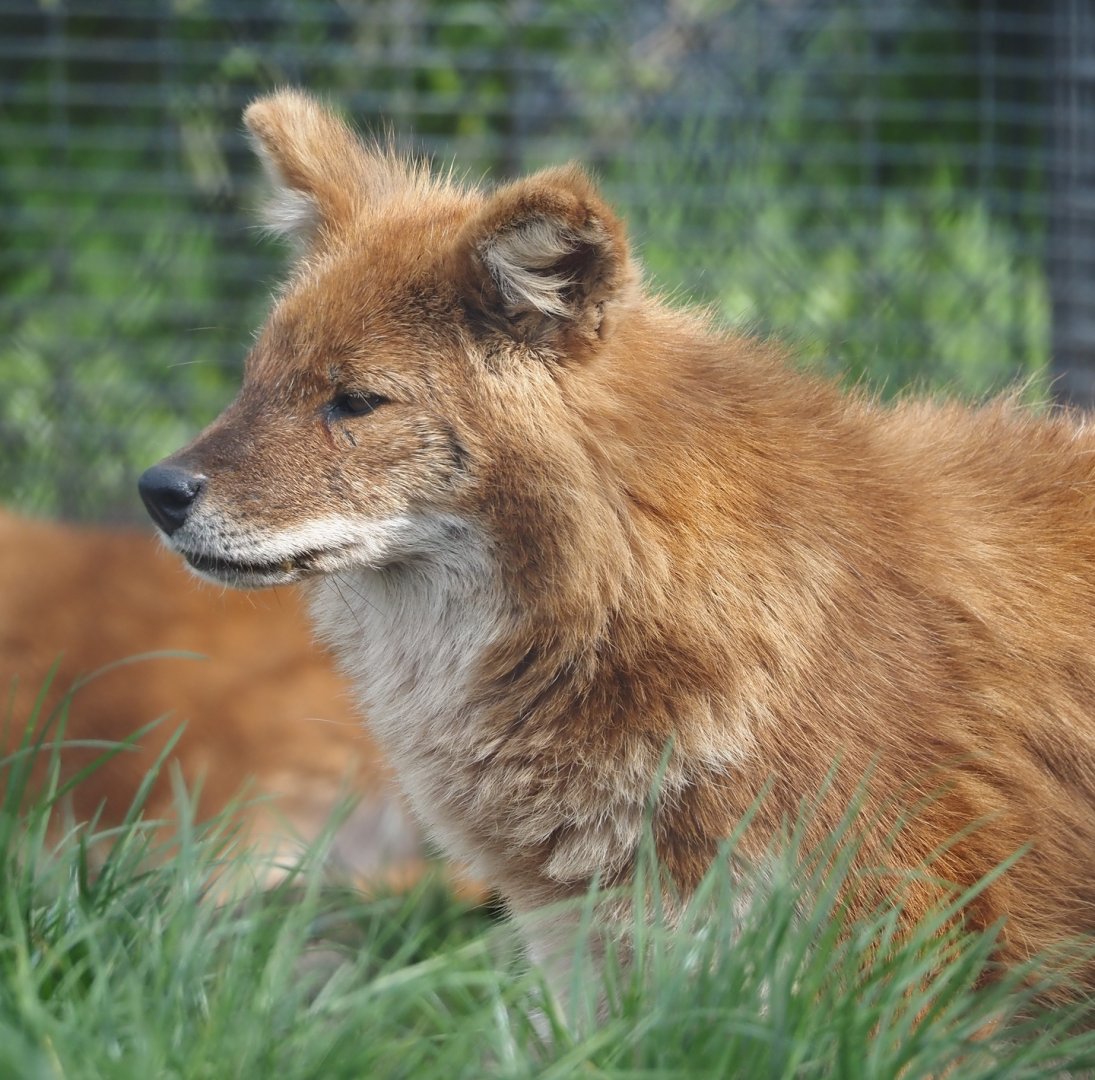 Chinese dhole (Cuon alpinus lepturus), 2024-04-14