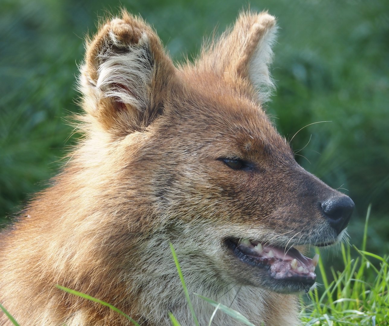 Chinese dhole (Cuon alpinus lepturus), 2024-04-14