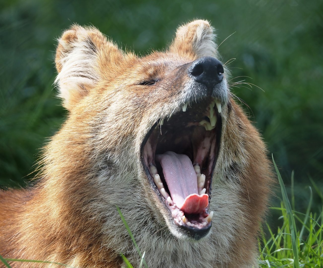 Chinese dhole (Cuon alpinus lepturus), 2024-04-14