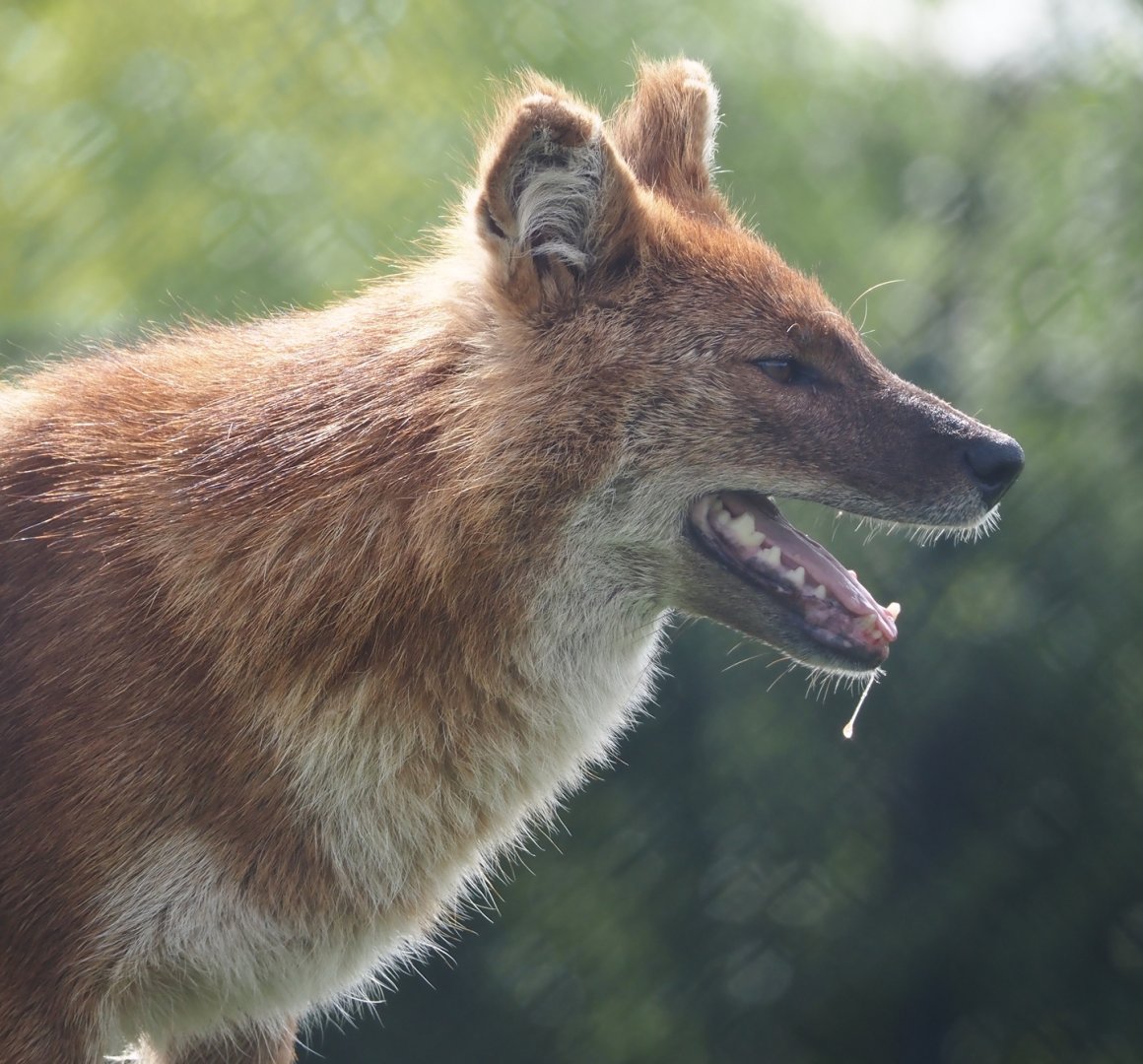Chinese dhole (Cuon alpinus lepturus), 2024-04-14