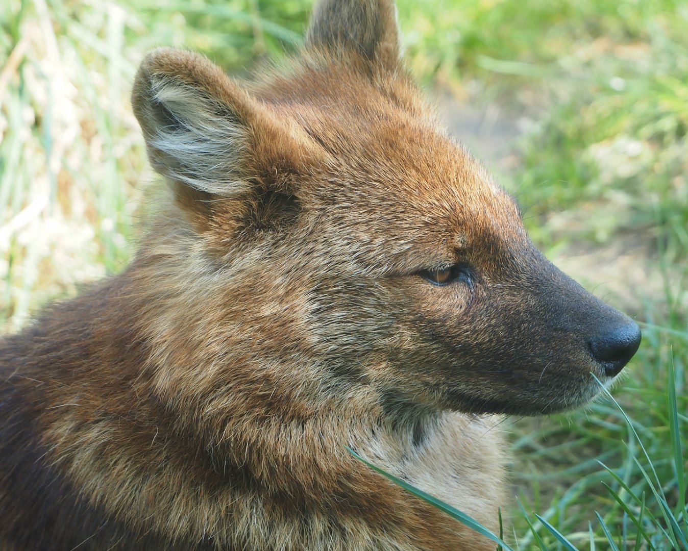 Chinese dhole (Cuon alpinus lepturus), 2025-04-12