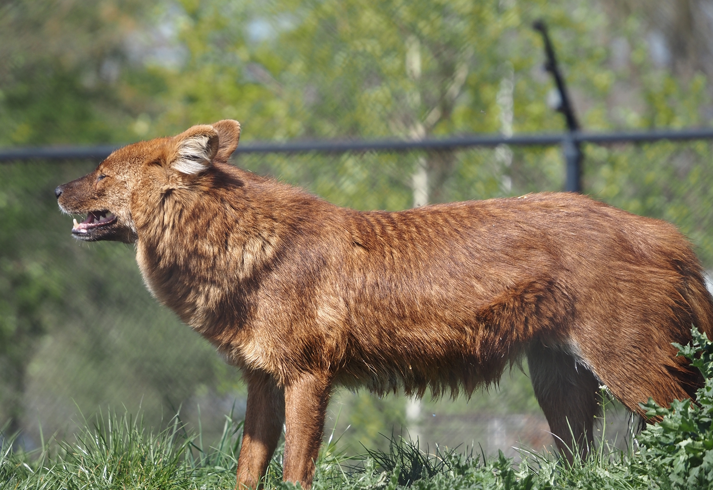 Chinese dhole (Cuon alpinus lepturus), 2025-04-12