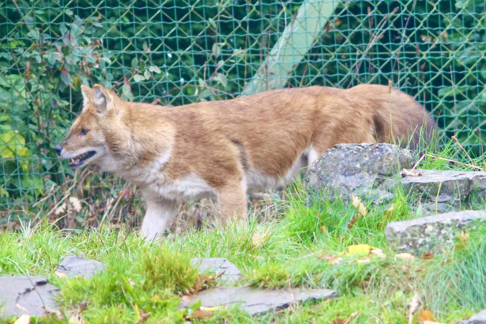 Chinese dhole (Cuon alpinus lepturus) - 28/10/2024