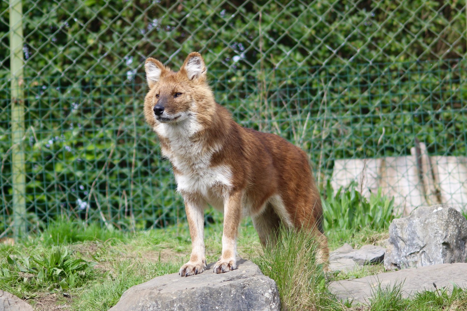Chinese dhole (Cuon alpinus lepturus) at Dublin Zoo - 16/04/2022