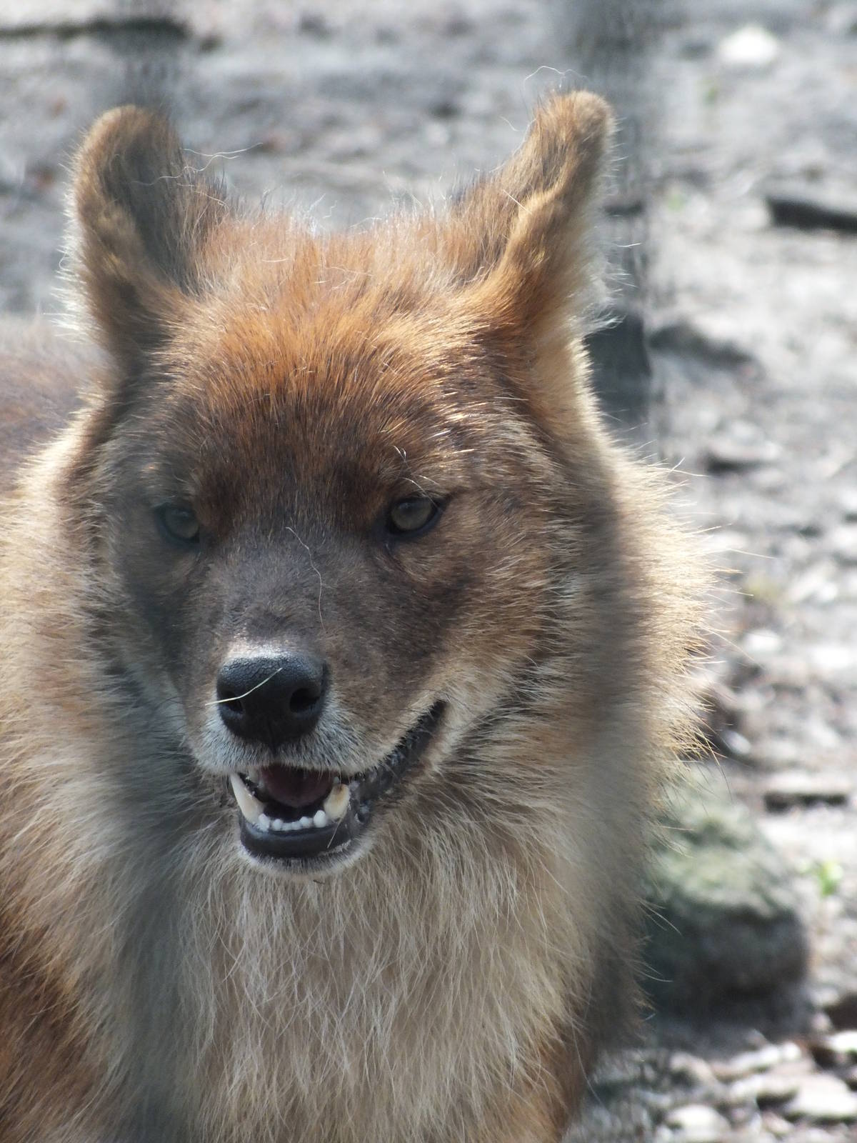Chinese Dhole (Cuon alpinus lepturus) at Tierpark Berlin - 3 April 2014