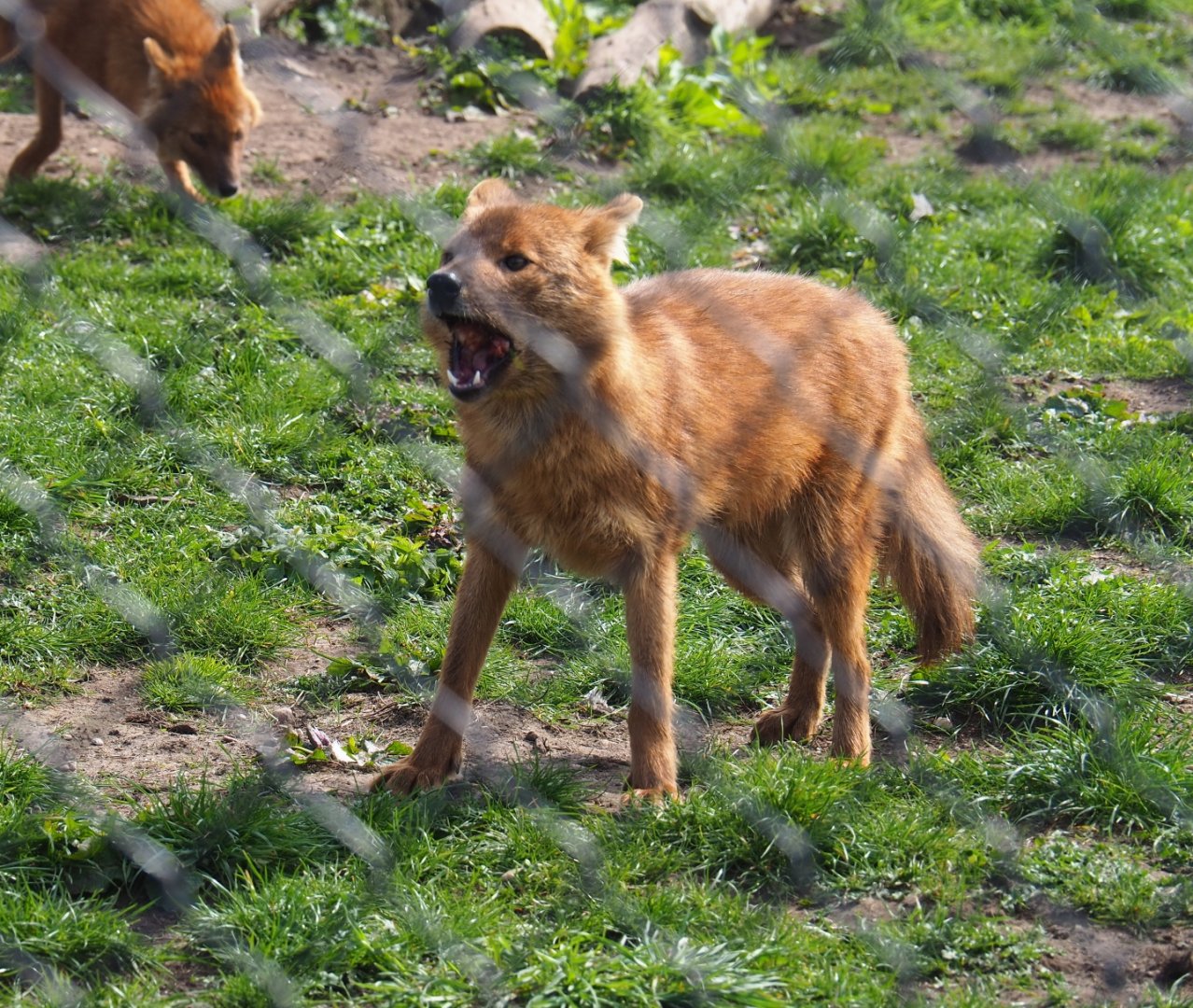 Chinese dhole (Cuon alpinus lepturus) consuming a chicken neck, 2019-04-06