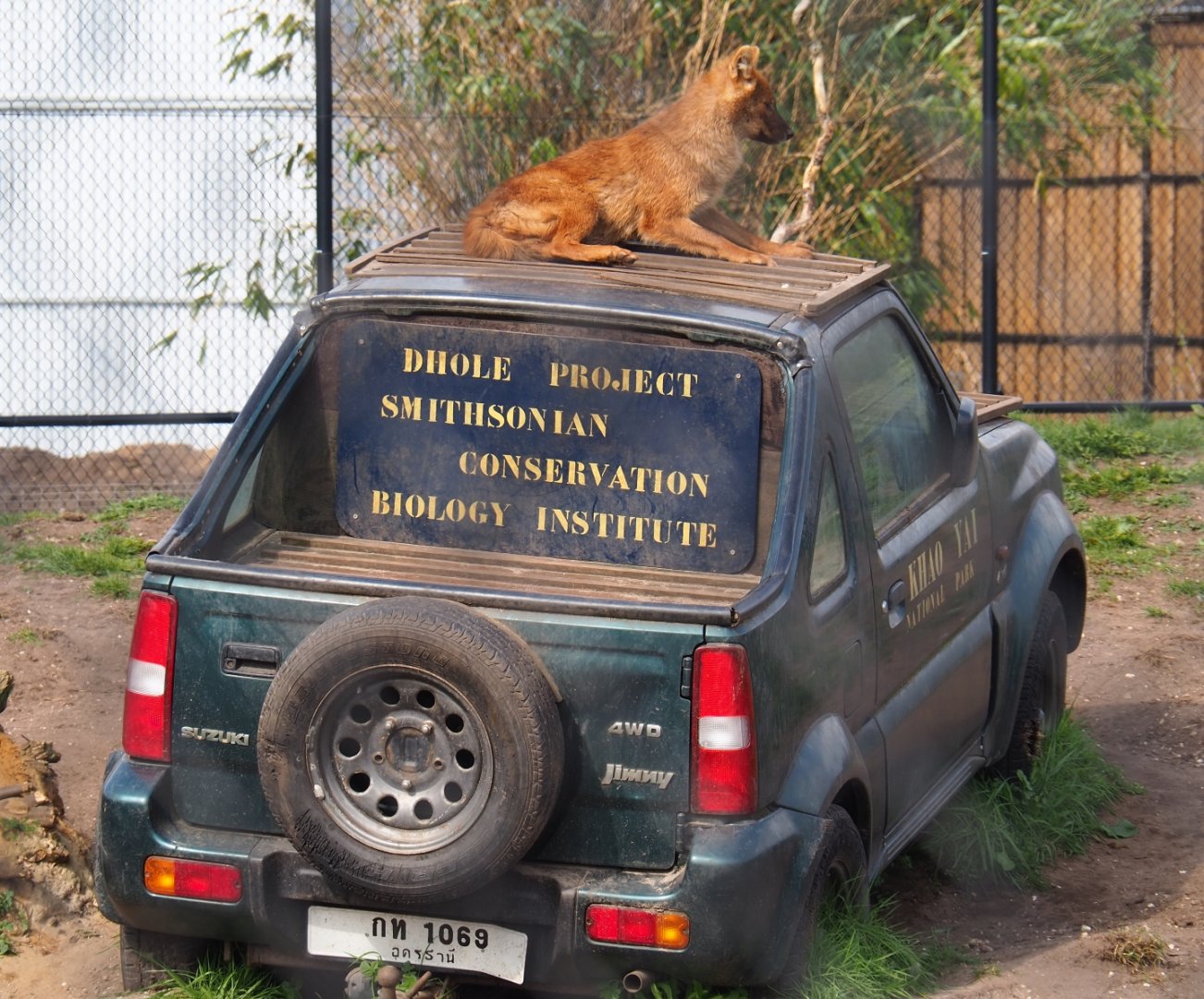 Chinese dhole (Cuon alpinus lepturus) on vehicle, 2019-04-06