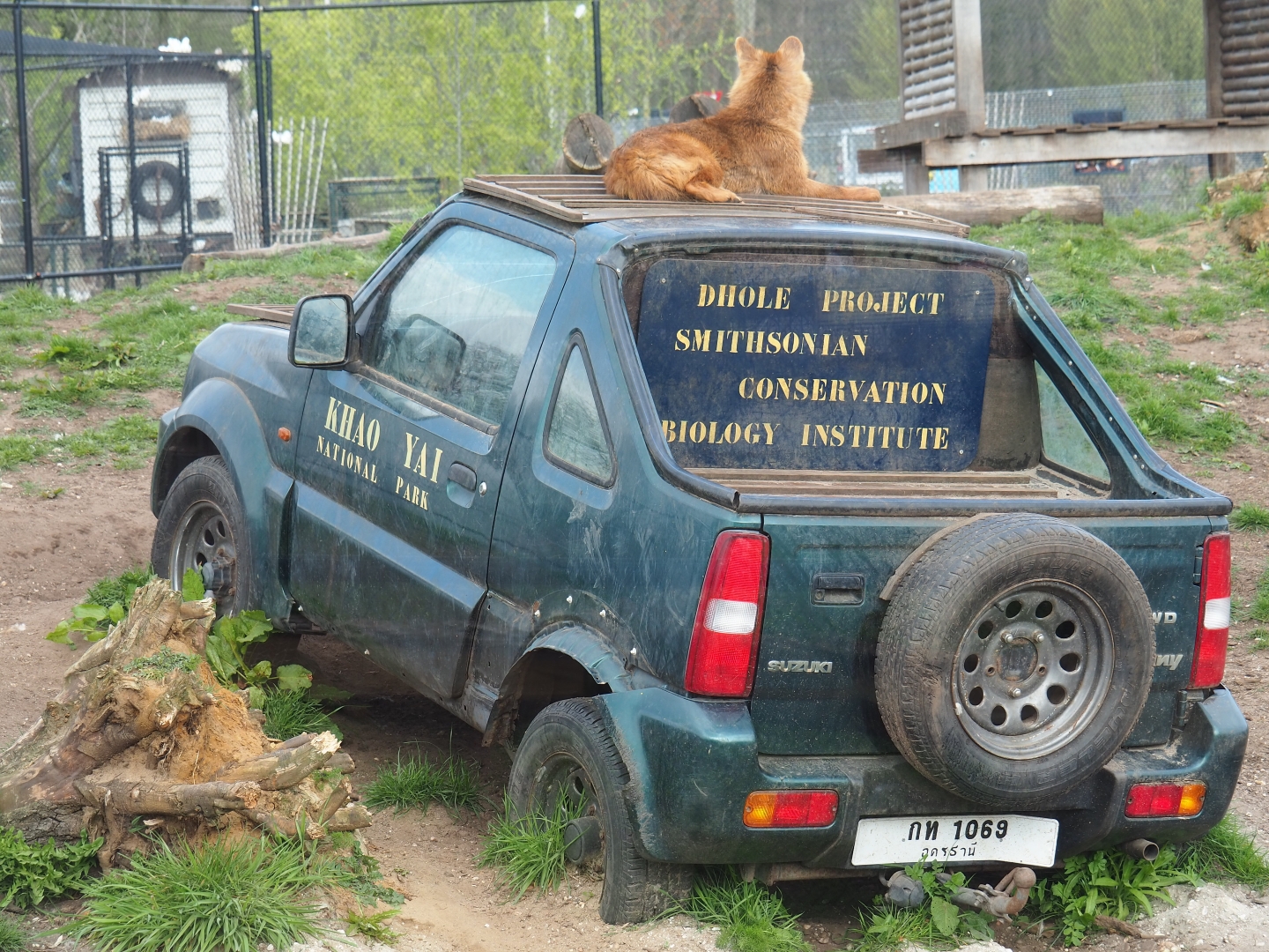 Chinese dhole (Cuon alpinus lepturus) on vehicle, 2019-04-06