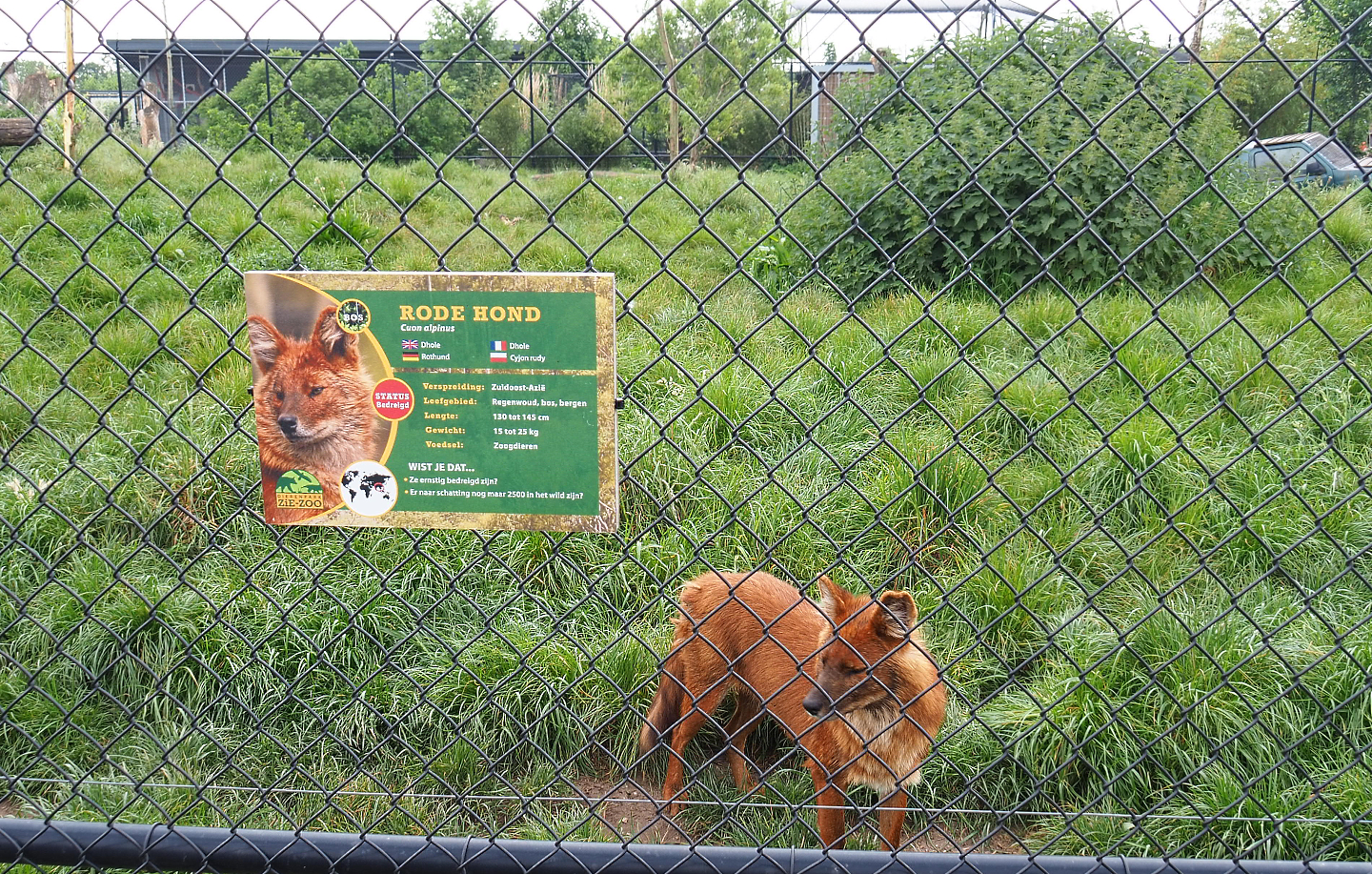 Chinese  dhole (Cuon alpinus lepturus) with signage, 2022-05-17