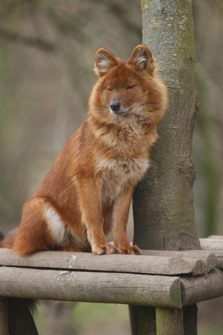Chinese dhole (Cuon alpinus lepturus)