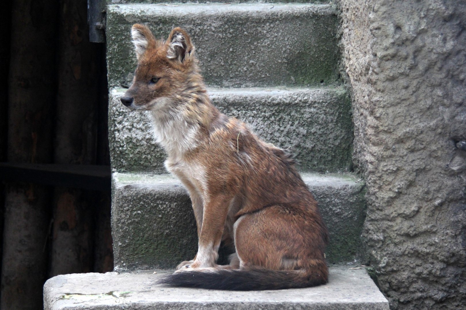Chinese dhole (Cuon alpinus lepturus)