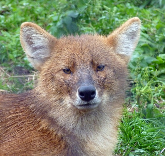 Chinese dhole (Cuon alpinus lepturus)