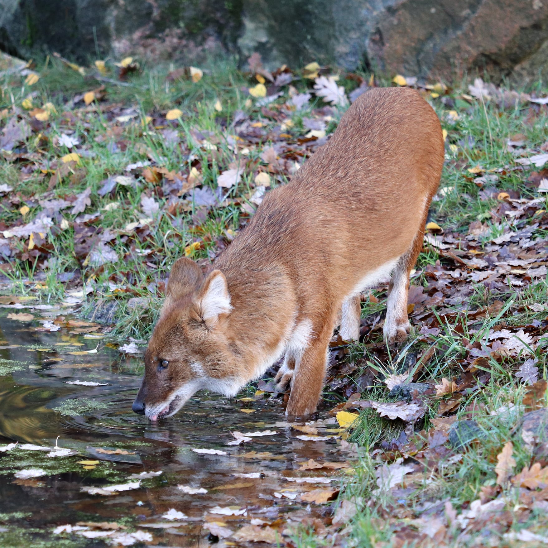Chinese dhole (Cuon alpinus lepturus)