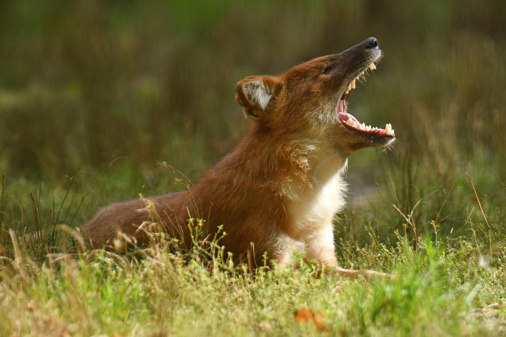 Chinese dhole (Cuon alpinus lepturus)
