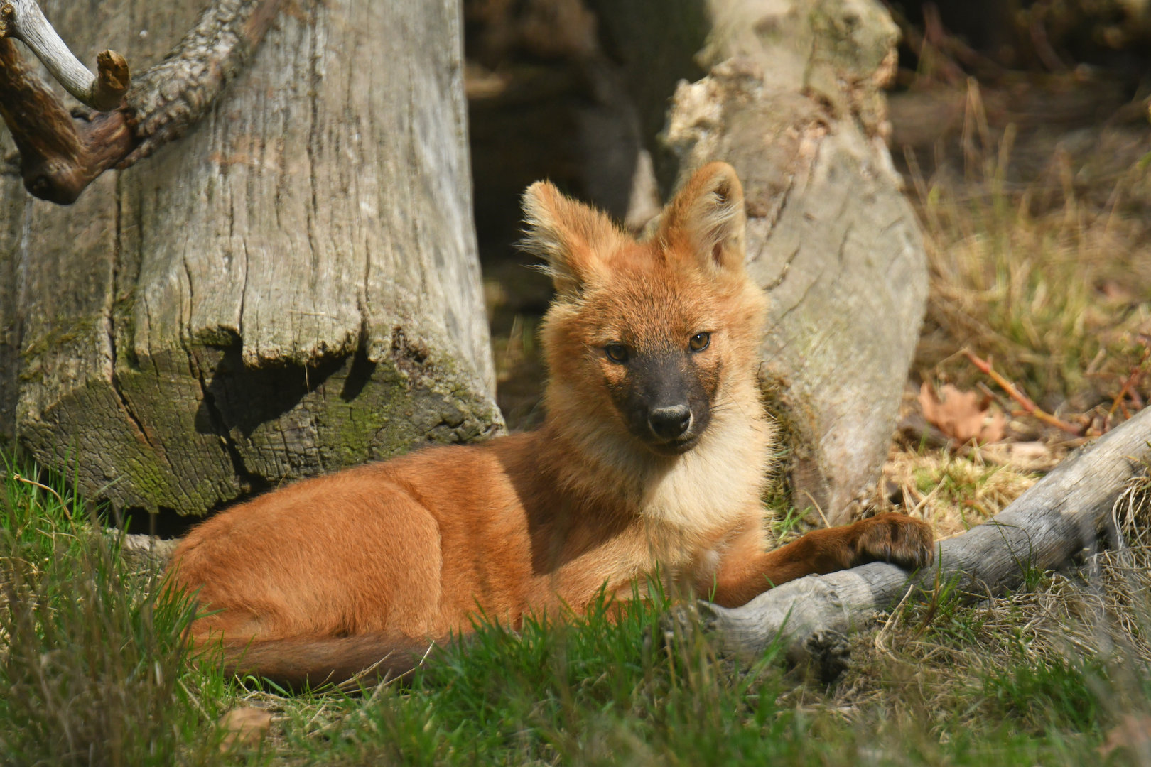 Chinese dhole (Cuon alpinus lepturus)