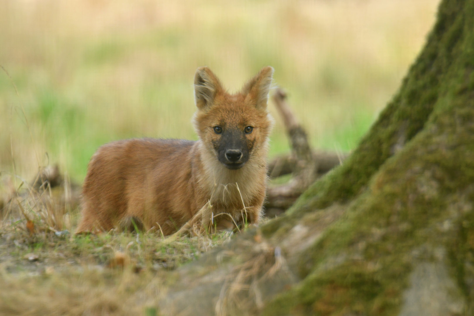 Chinese dhole (Cuon alpinus lepturus)