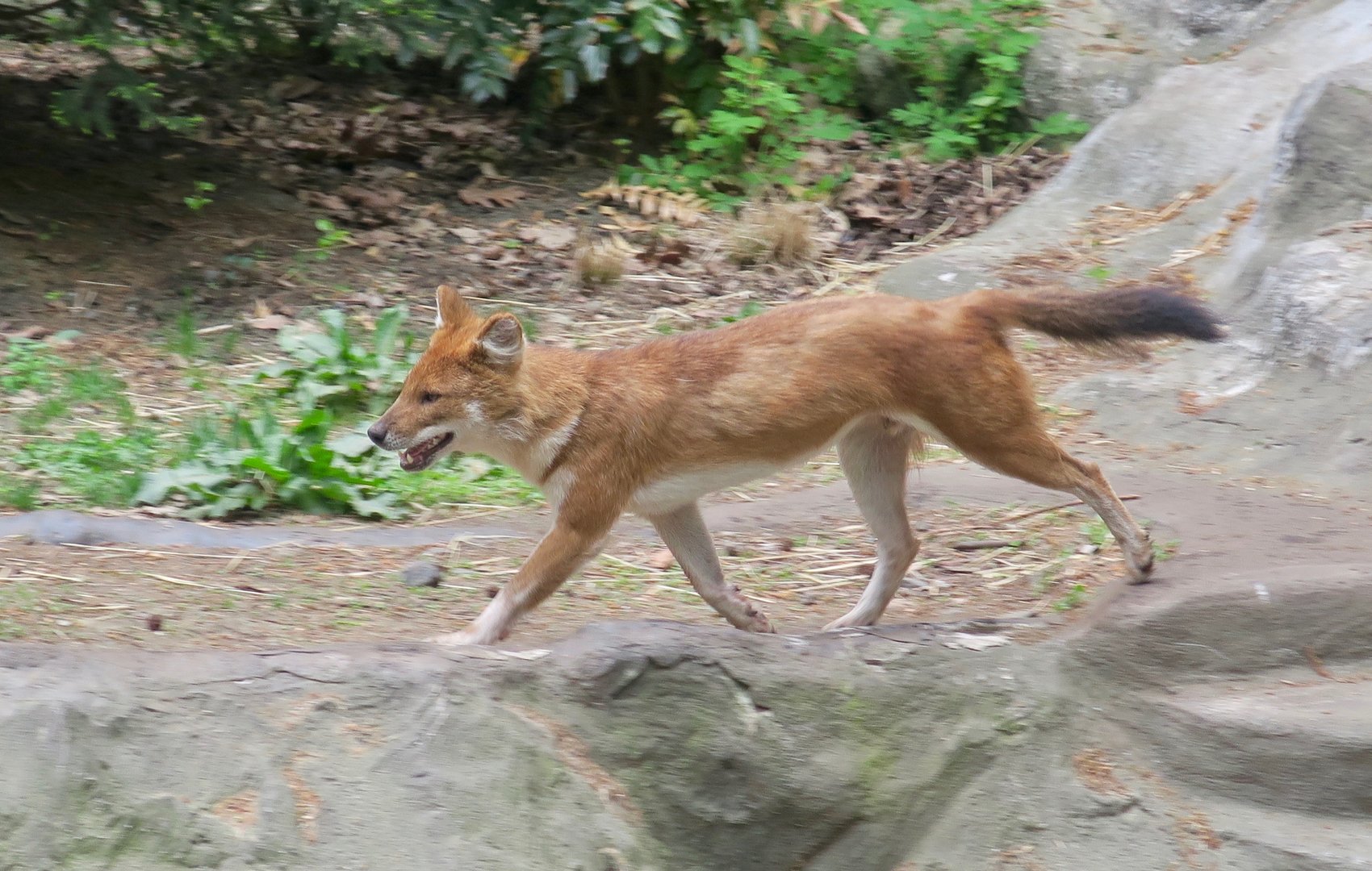 Chinese Dhole (Cuon alpinus lepturus)