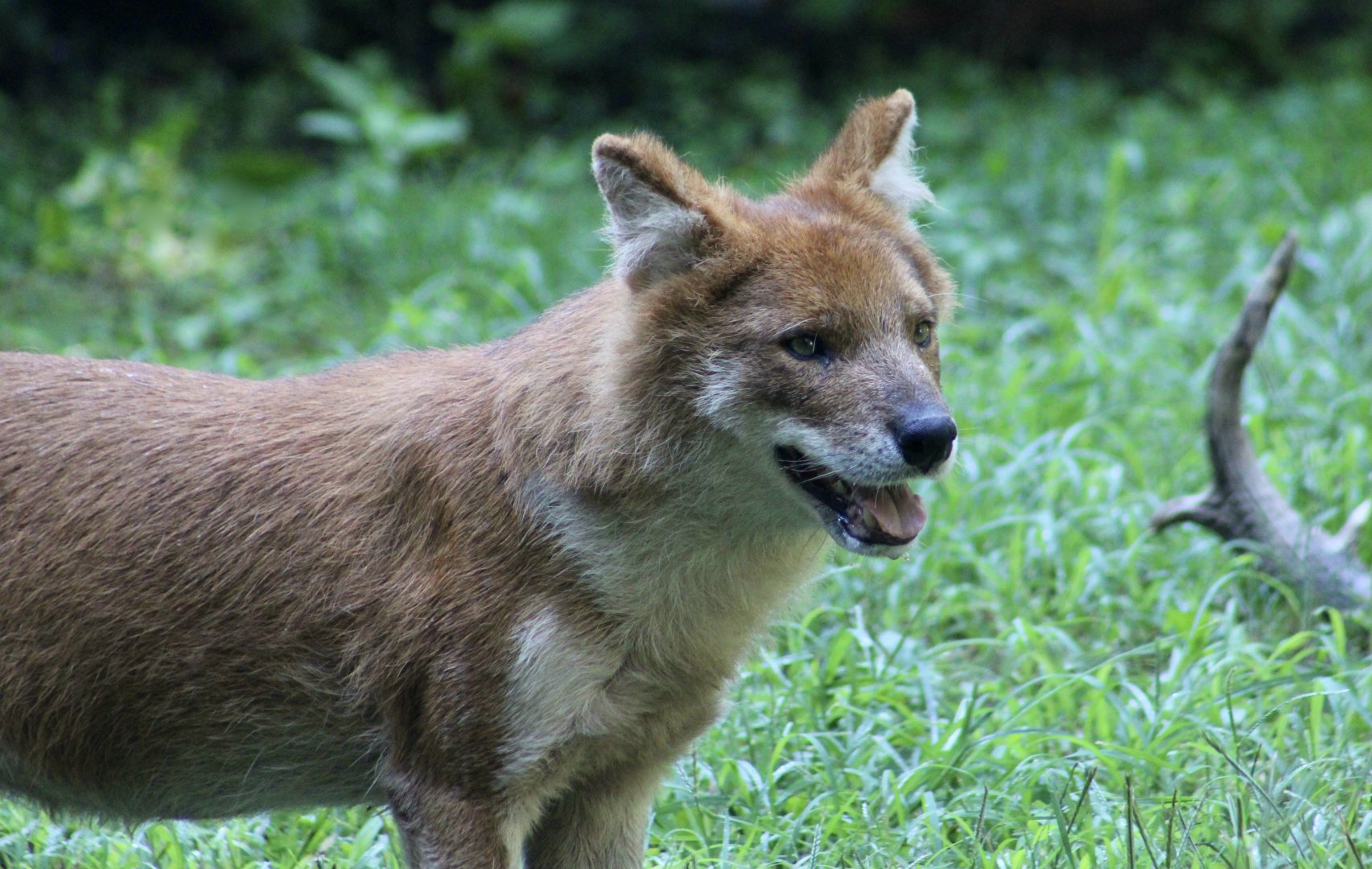 Chinese Dhole (Cuon alpinus lepturus)