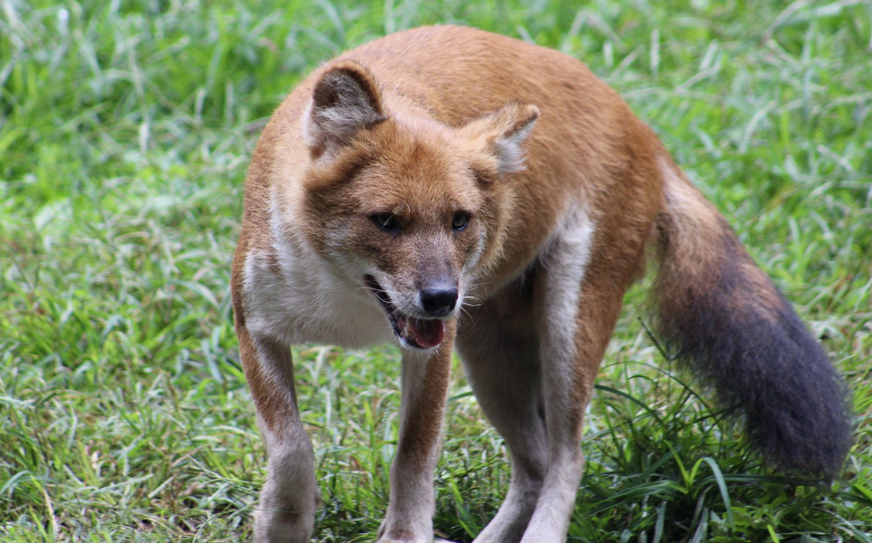 Chinese Dhole (Cuon alpinus lepturus)