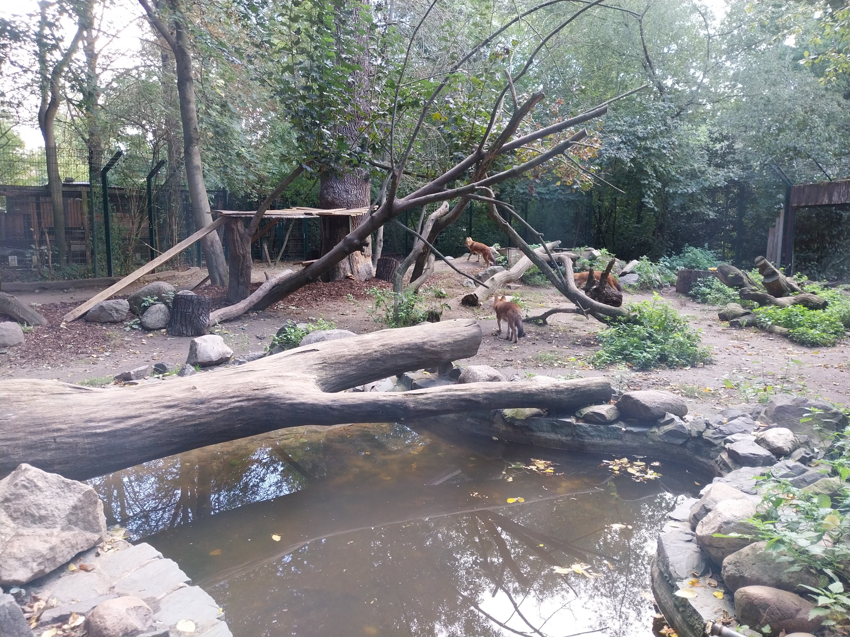 Chinese Dhole (Cuon alpinus lepturus)