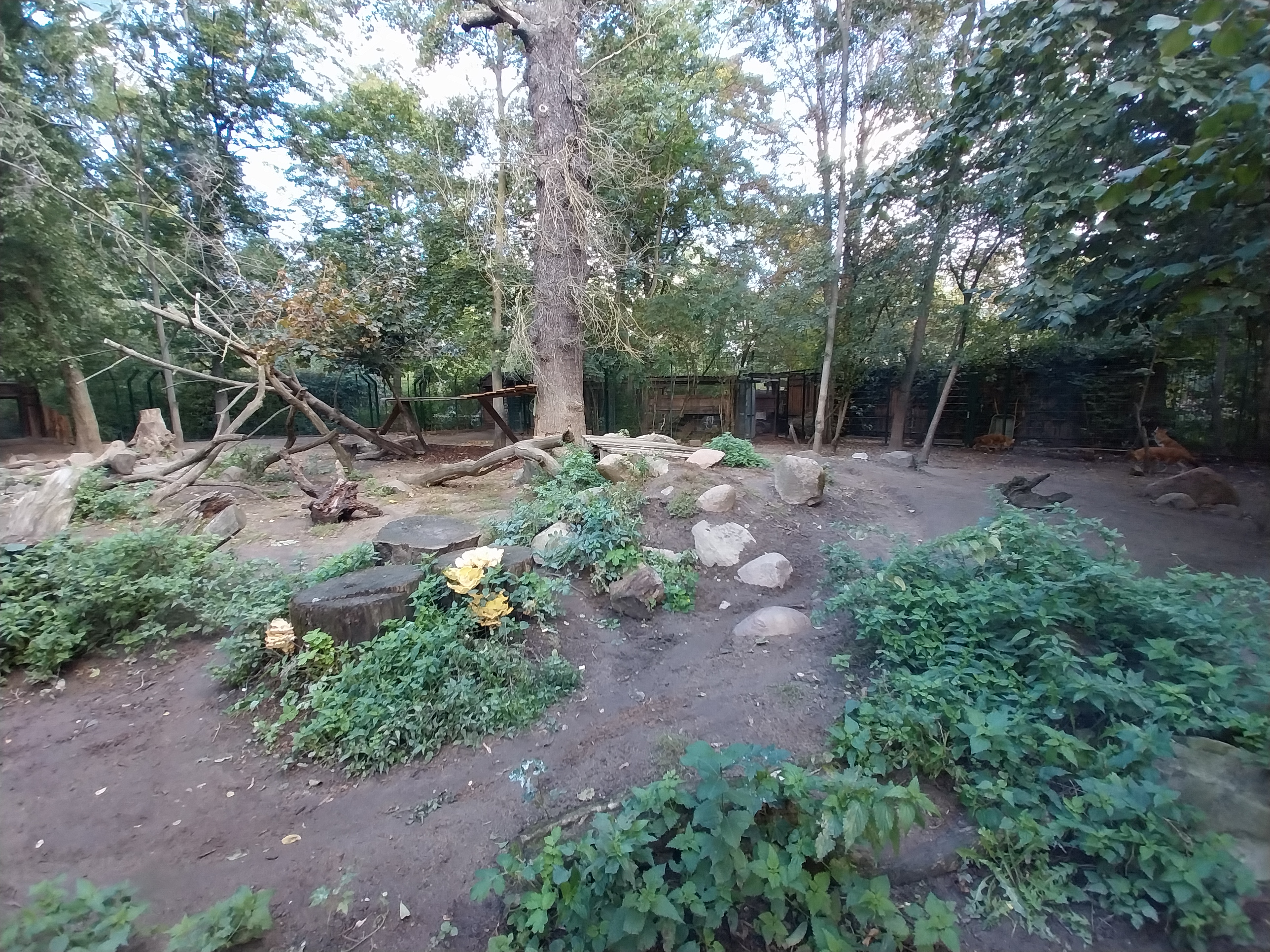 Chinese Dhole (Cuon alpinus lepturus)