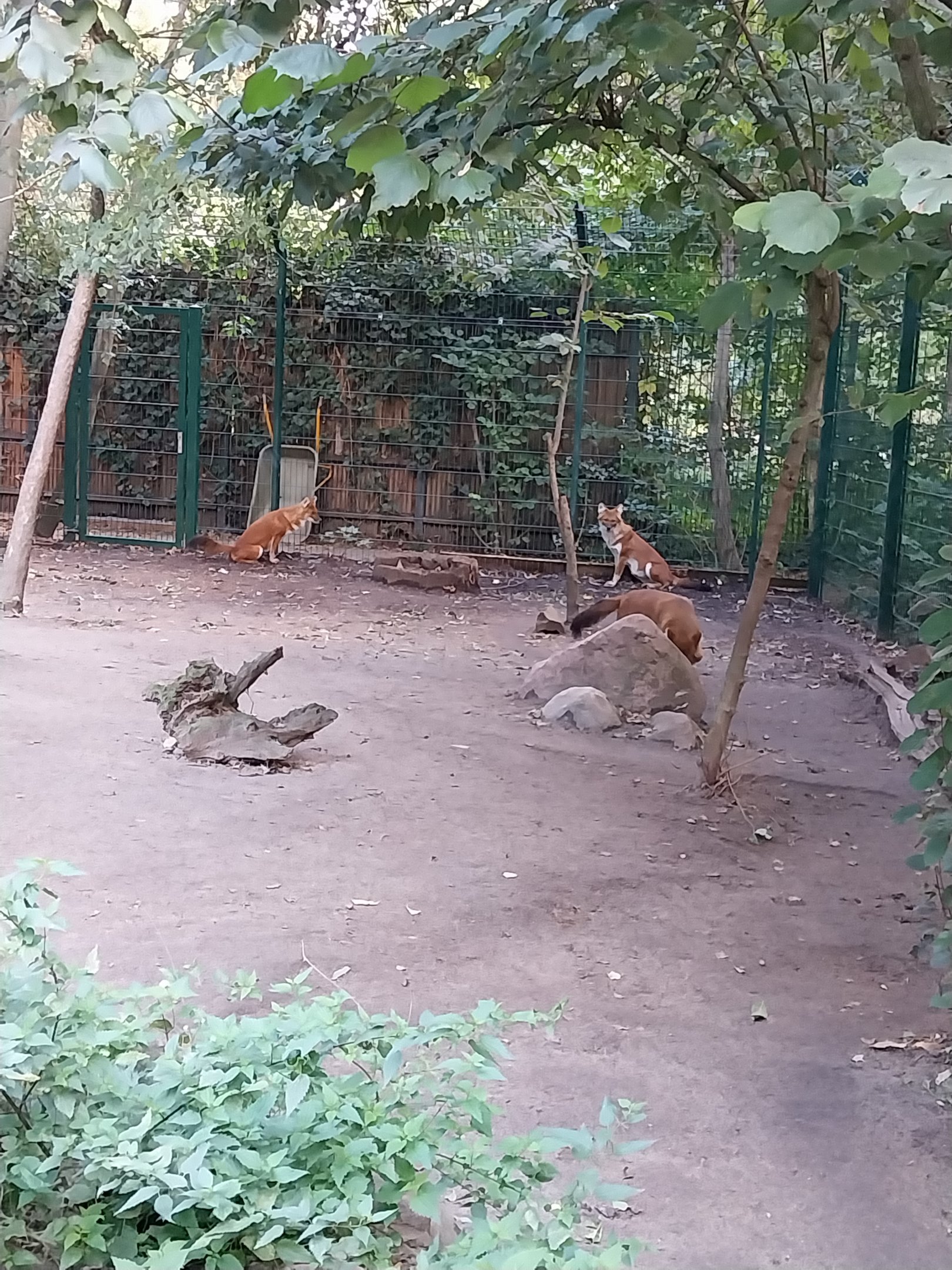 Chinese Dhole (Cuon alpinus lepturus)