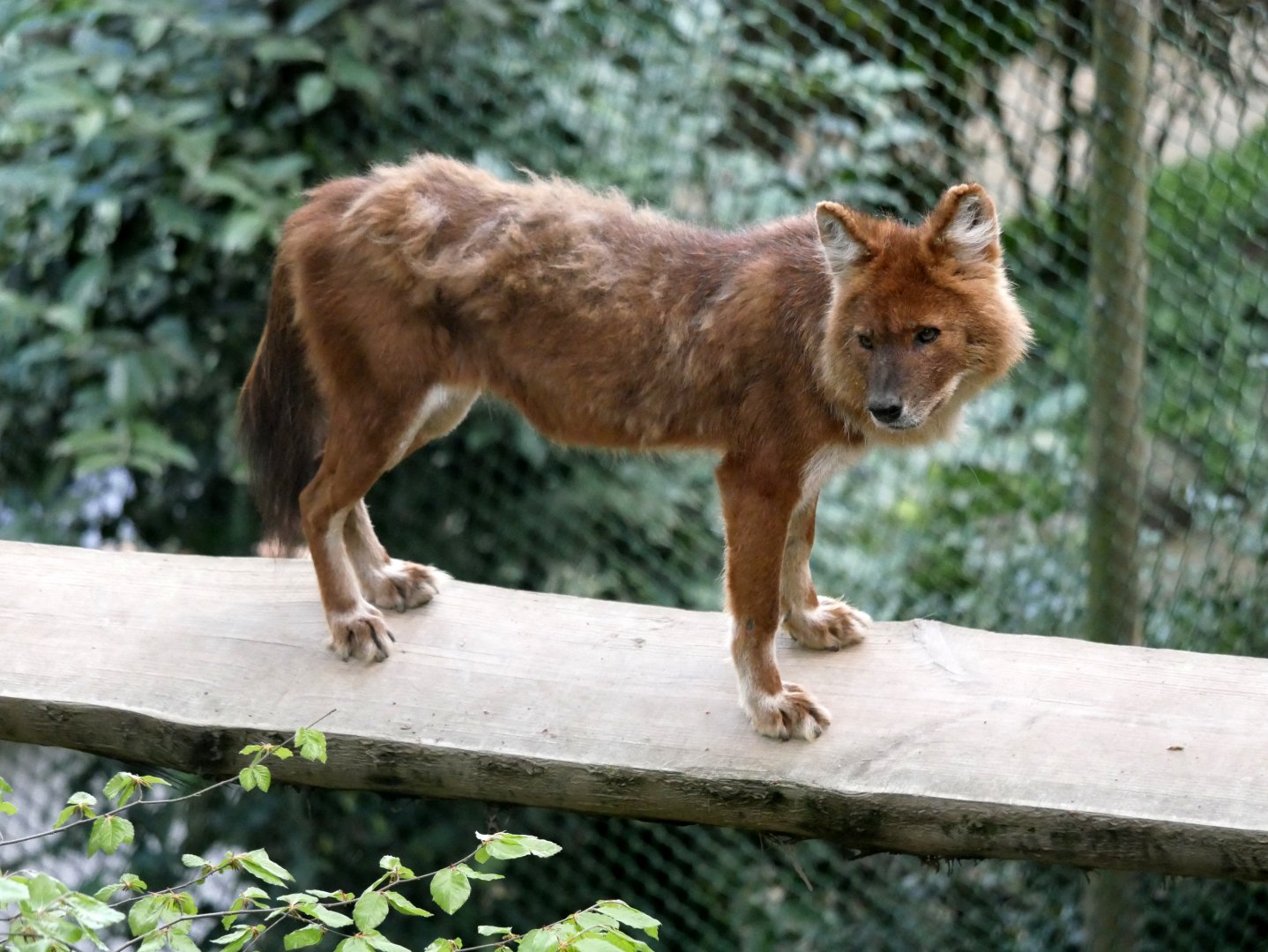 Chinese dhole (Cuon alpinus lepturus)