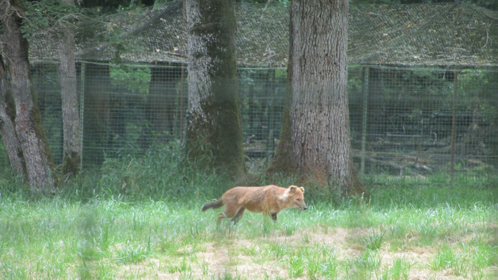 Chinese dhole (Cuon alpinus lepturus)
