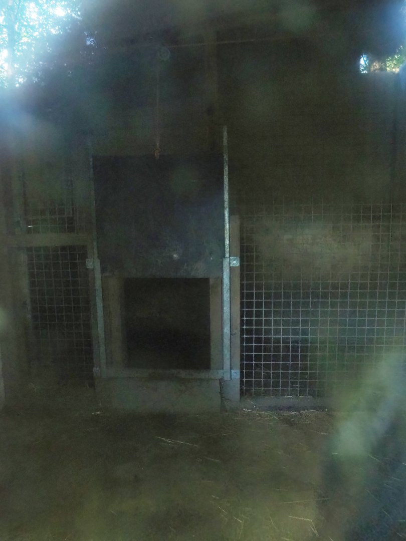 Chinese Dhole den, 2023-06-24