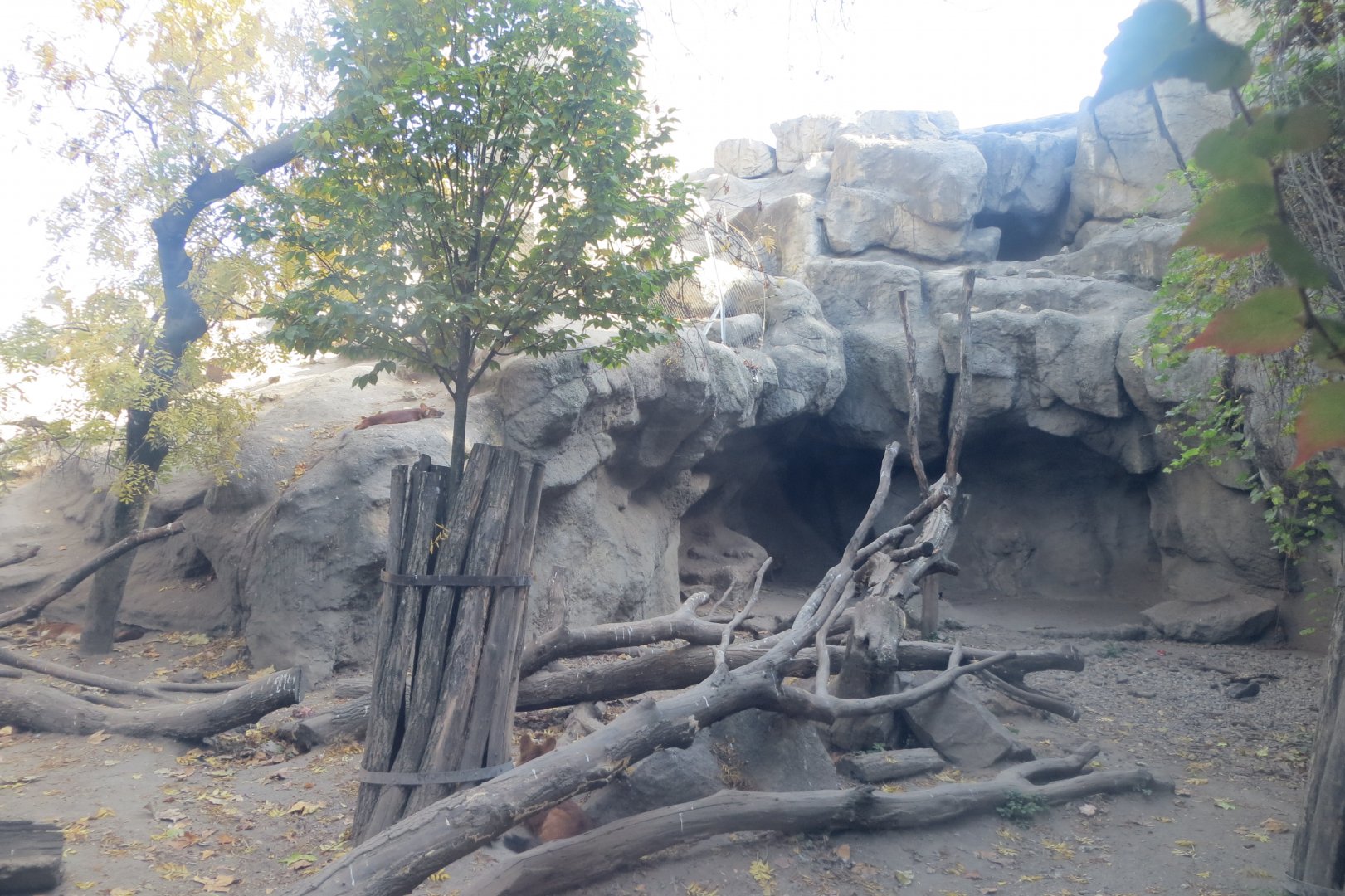 Chinese dhole enclosure 171018