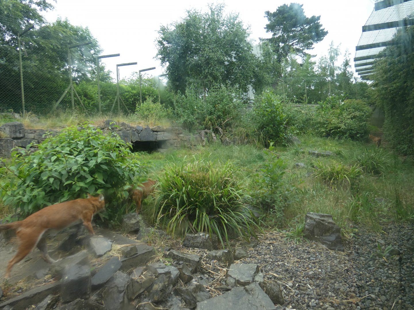 Chinese dhole enclosure (2)