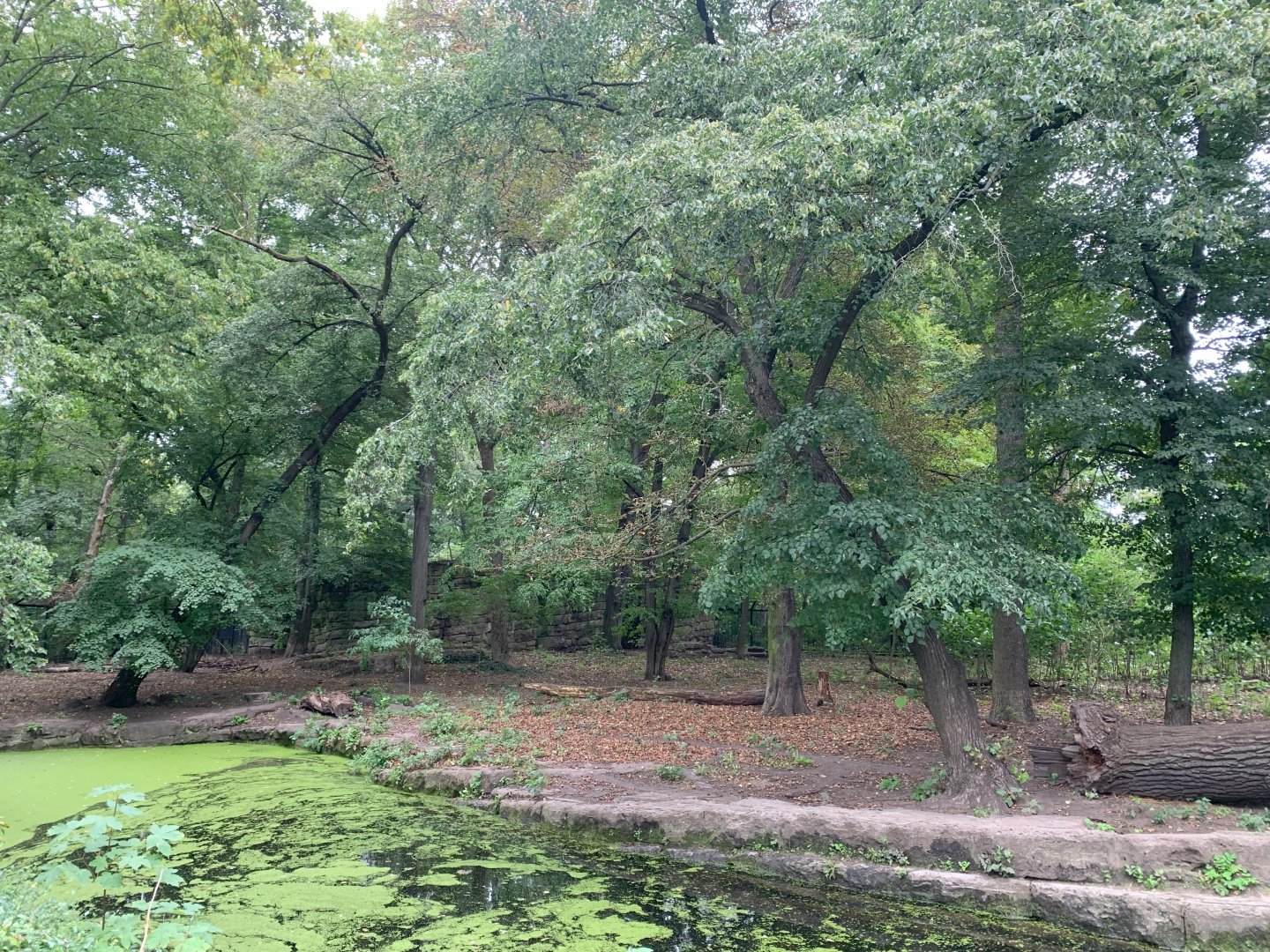 Chinese Dhole enclosure (former Wolf enclosure)
