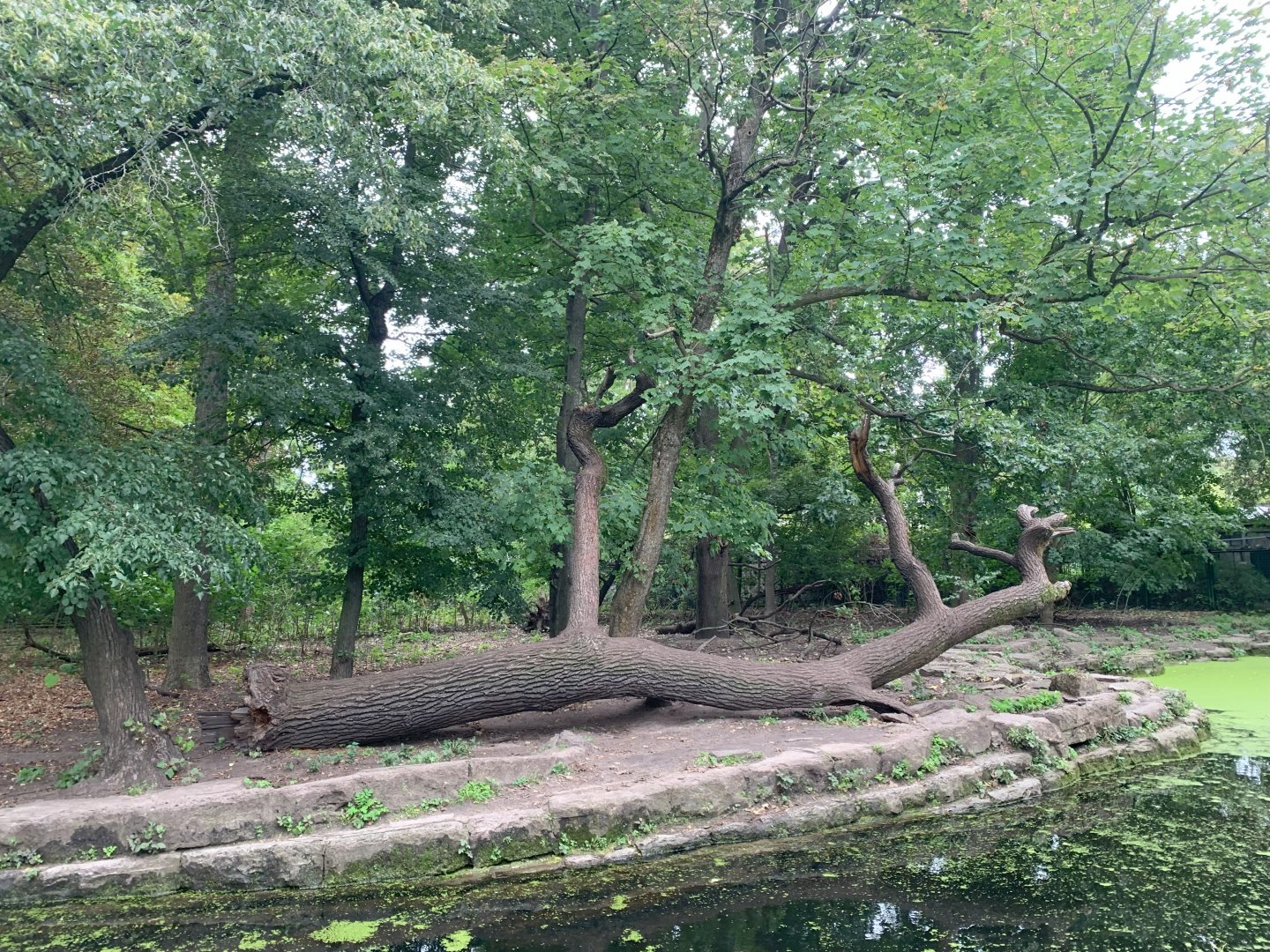 Chinese Dhole enclosure (former Wolf enclosure)