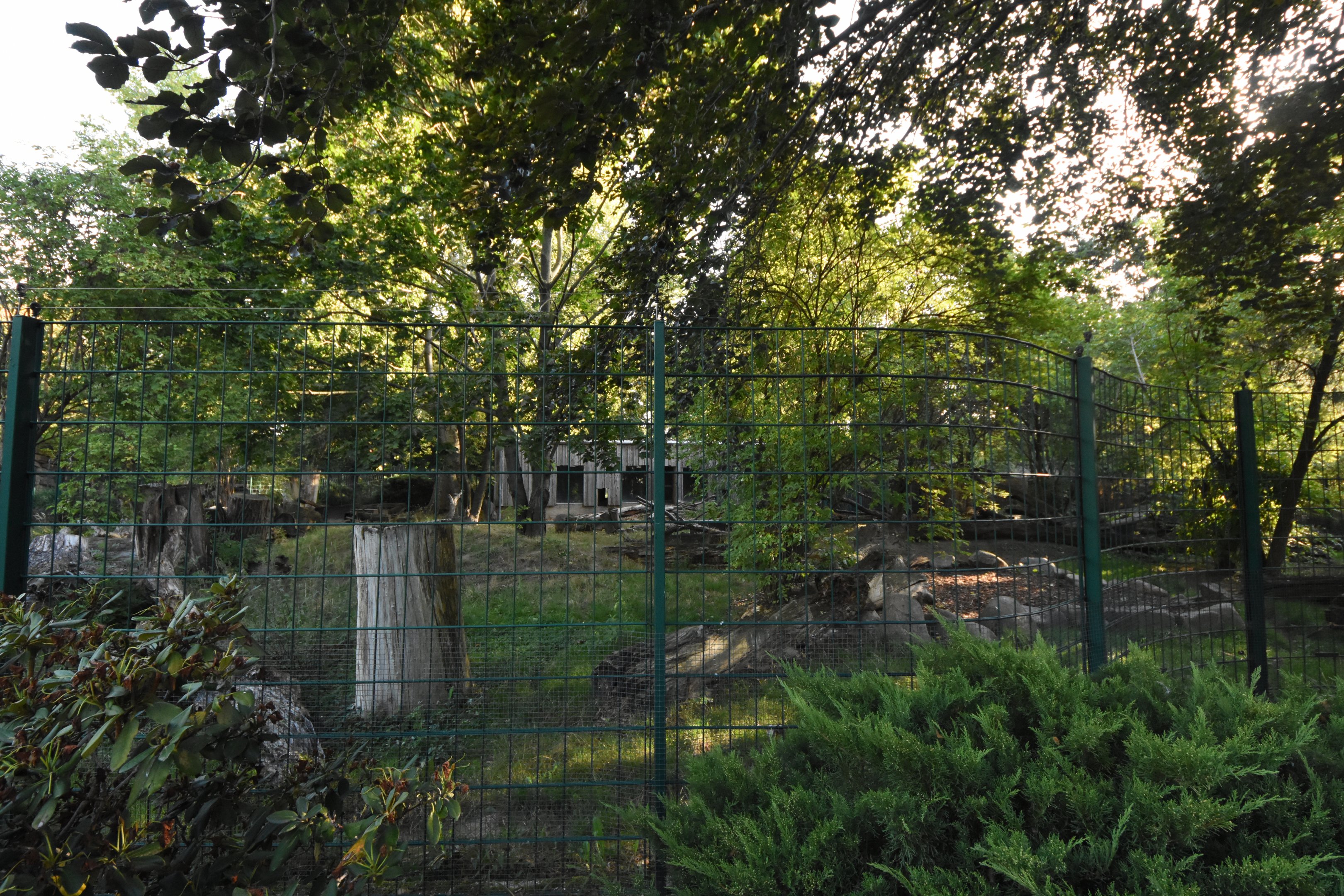 Chinese dhole enclosure
